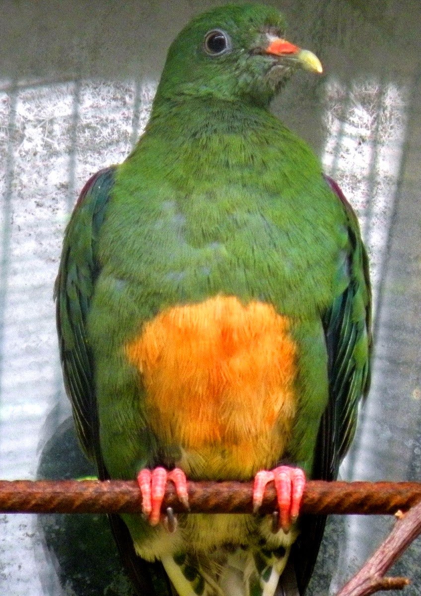 Ptilinopus aurantiifrons