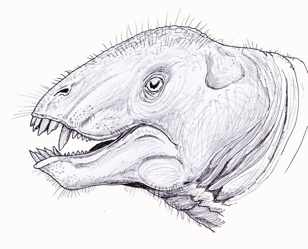 Tapinocephalus atherstonei