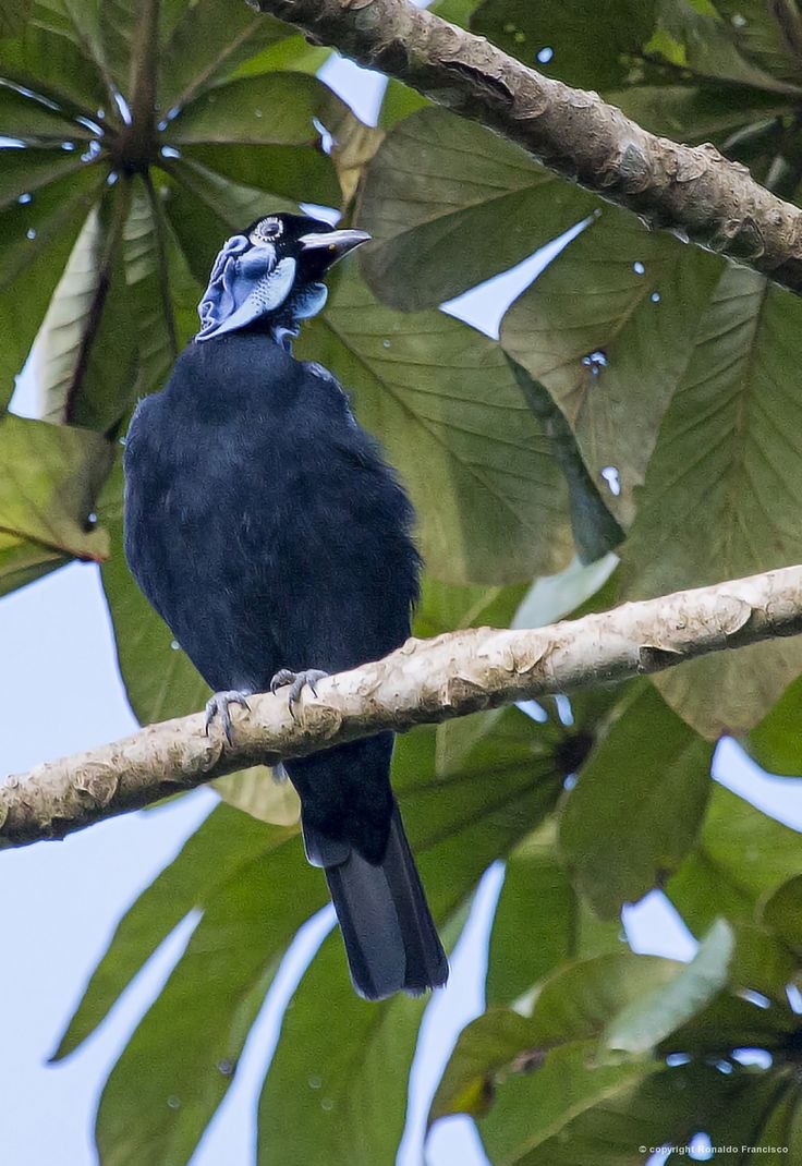 Gymnoderus foetidus