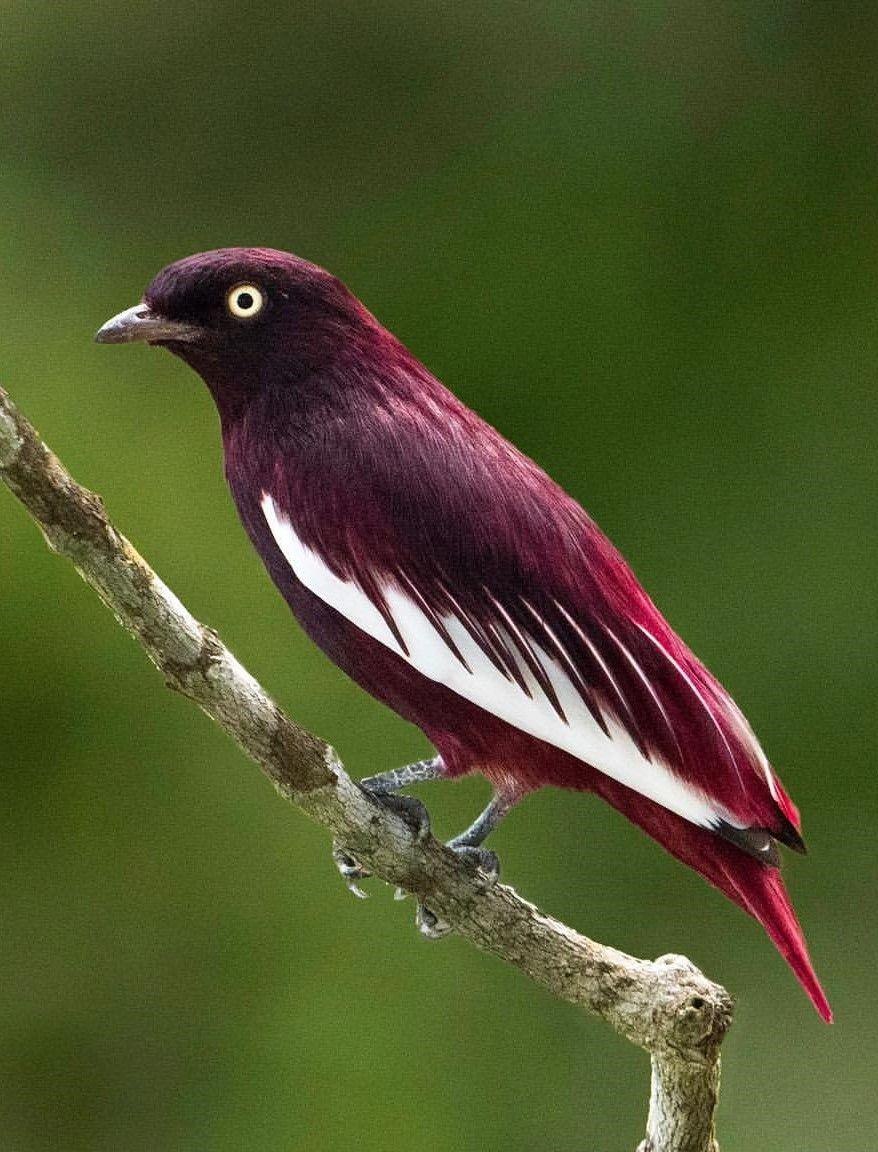 Cotinga Cotinga