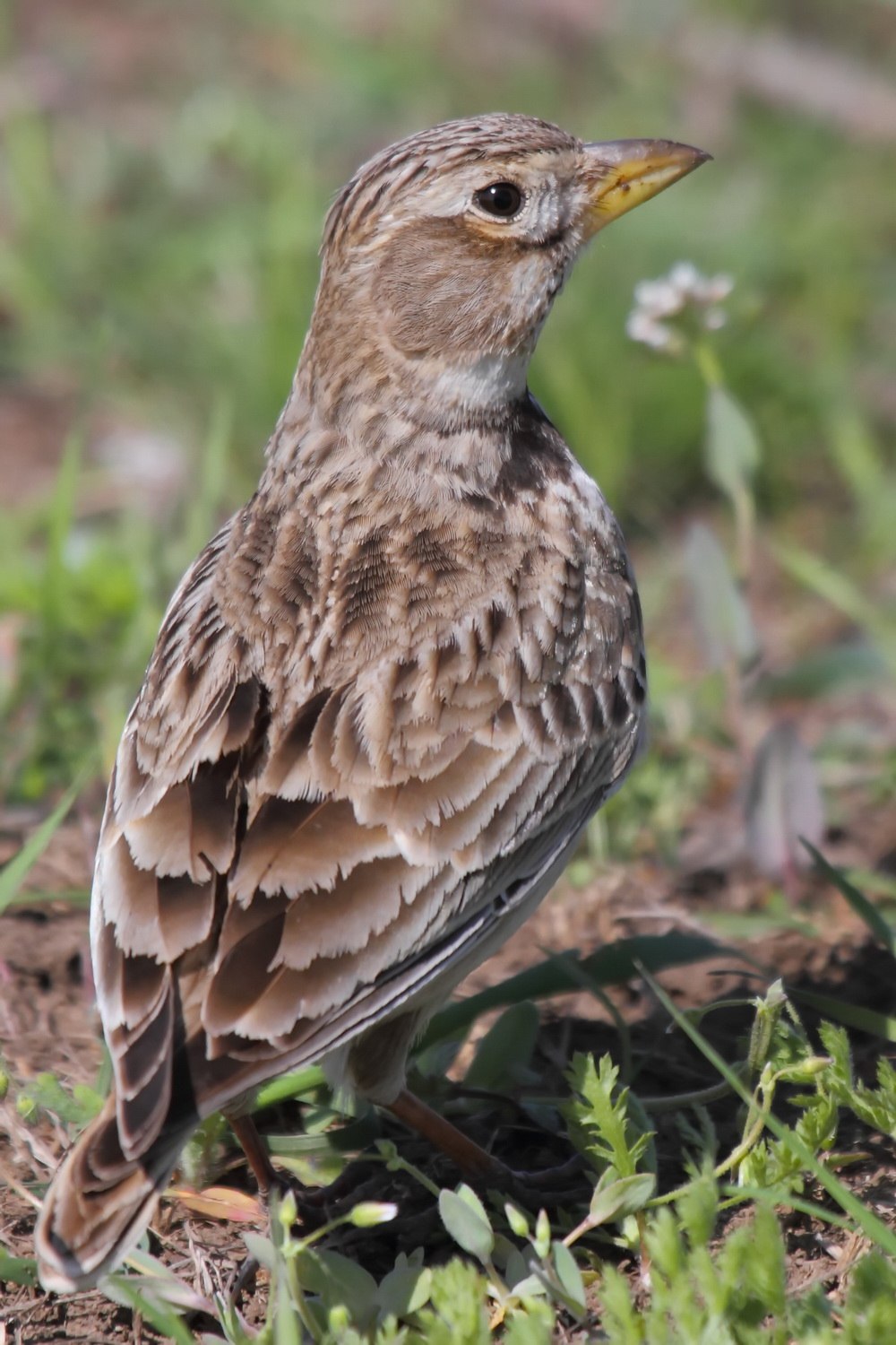 Melanocorypha Calandra