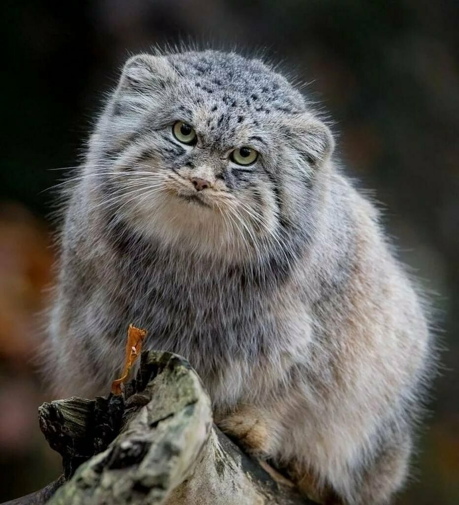 Горный кот Манул