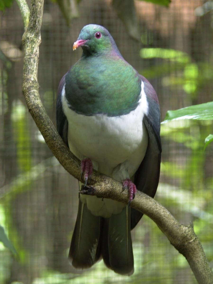 Kereru nestling