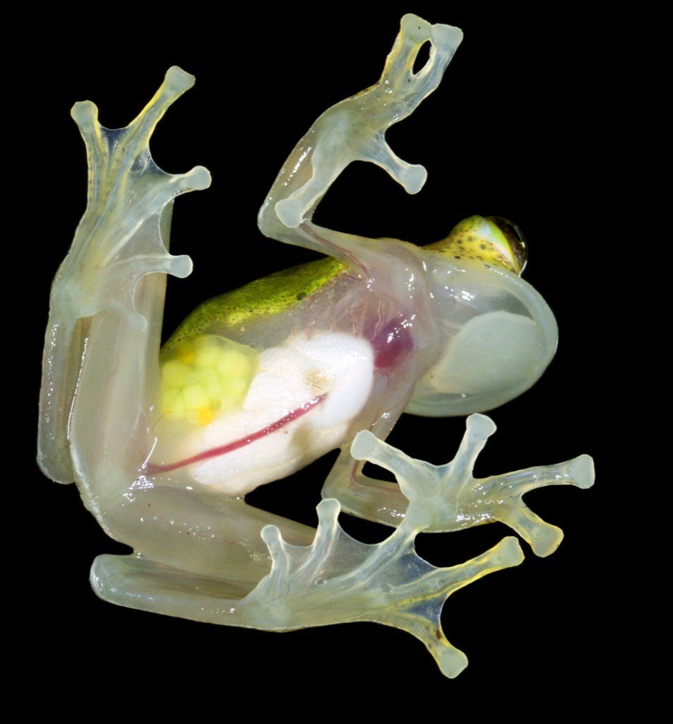 Стеклянная лягушка (Glass Frog)