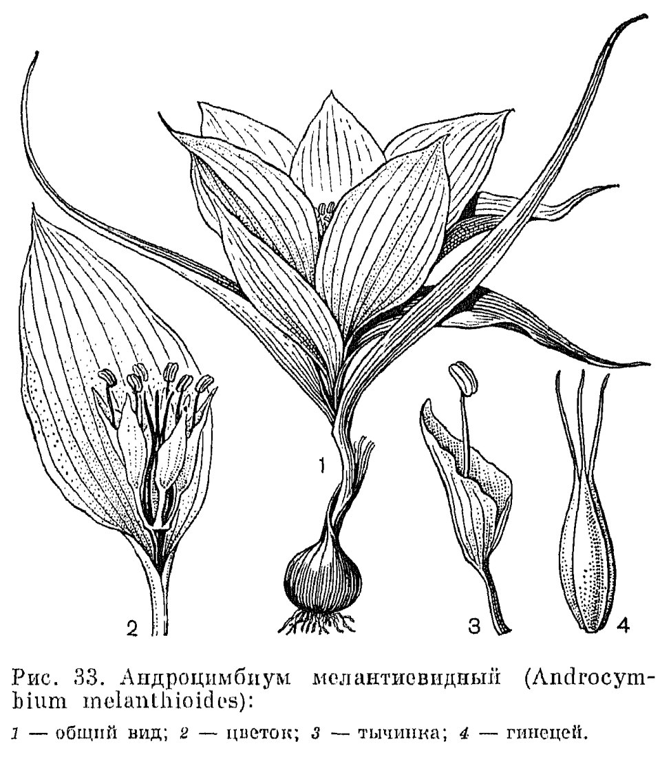 Гинецей лилейных