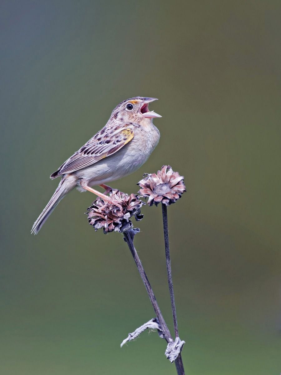 Ammodramus humeralis