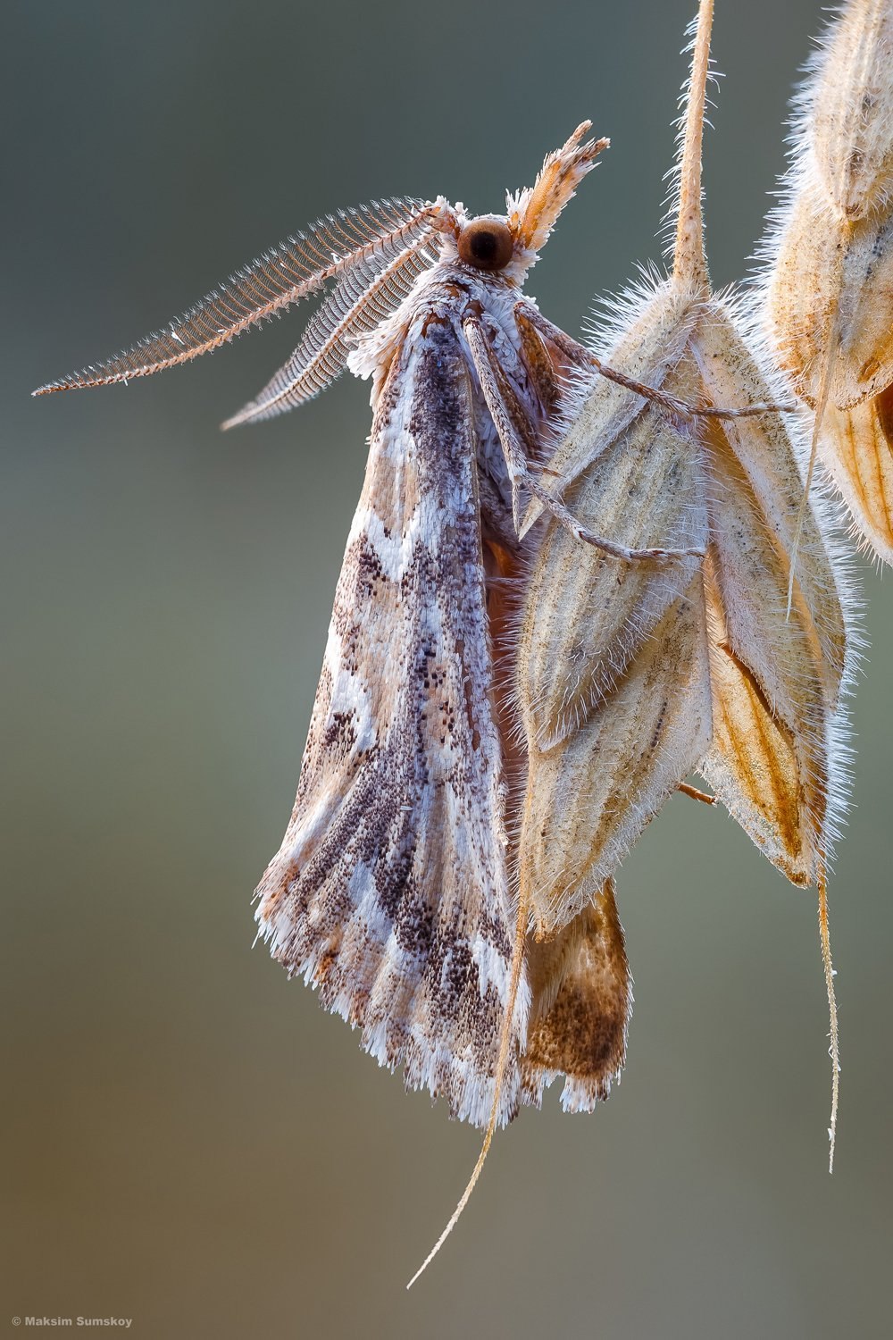 Cucullia lactucae бабочка