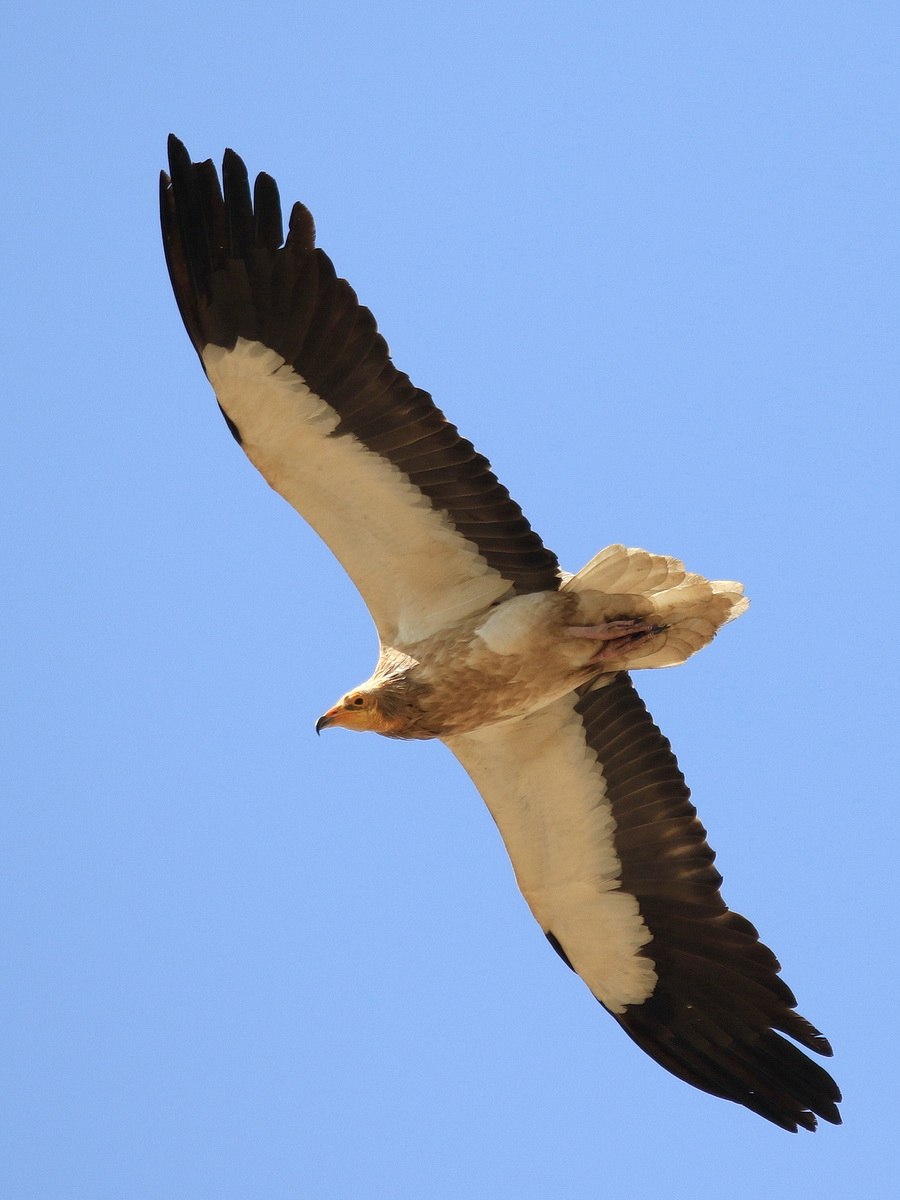 Neophron percnopterus