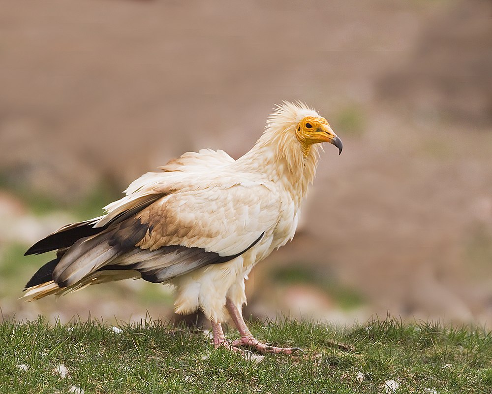 Neophron percnopterus птица