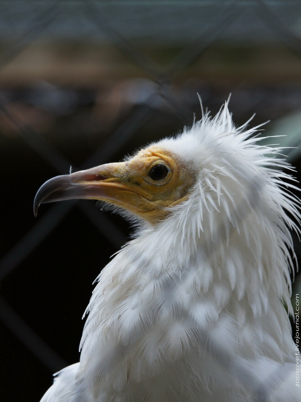 Neophron percnopterus