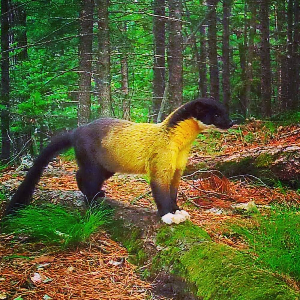 Харза Дальневосточная Уссурийская куница