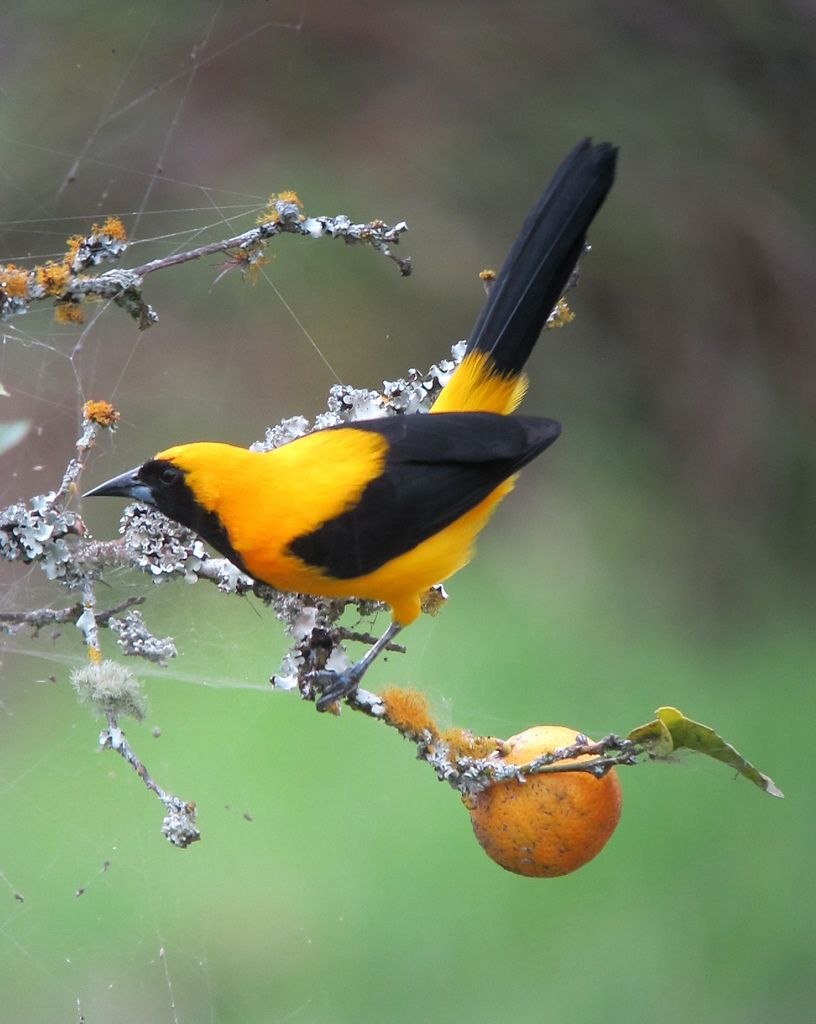 Yellow Oriole (Icterus nigrogularis)