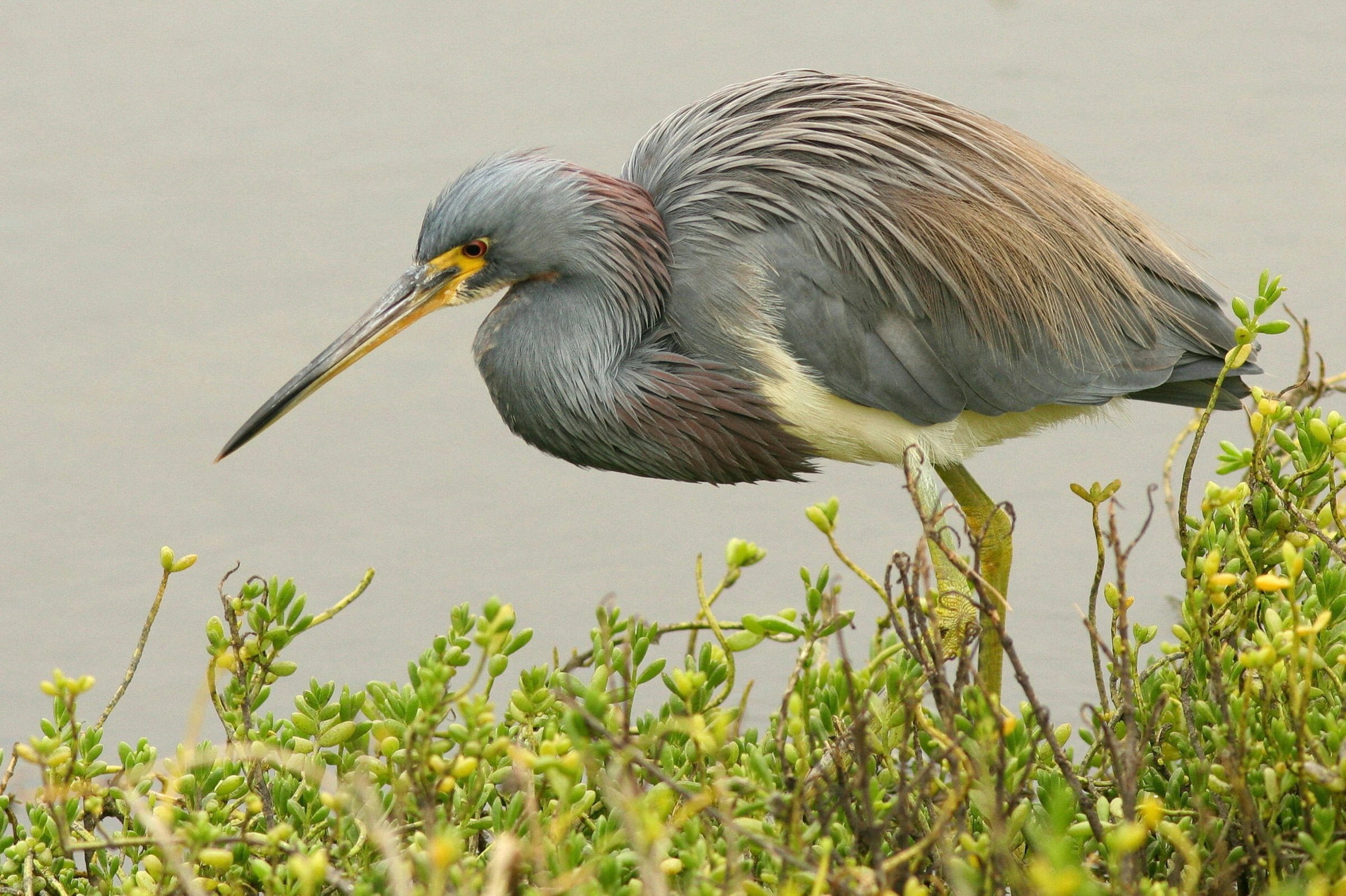 Heron перевод