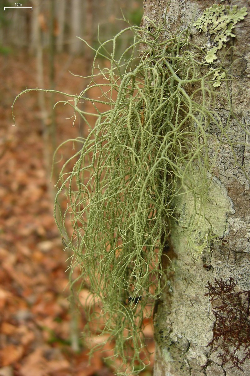 Уснея цветок