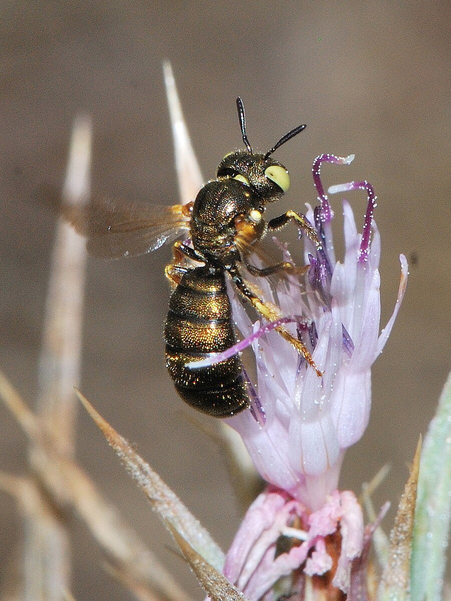Ceratina cucurbitina