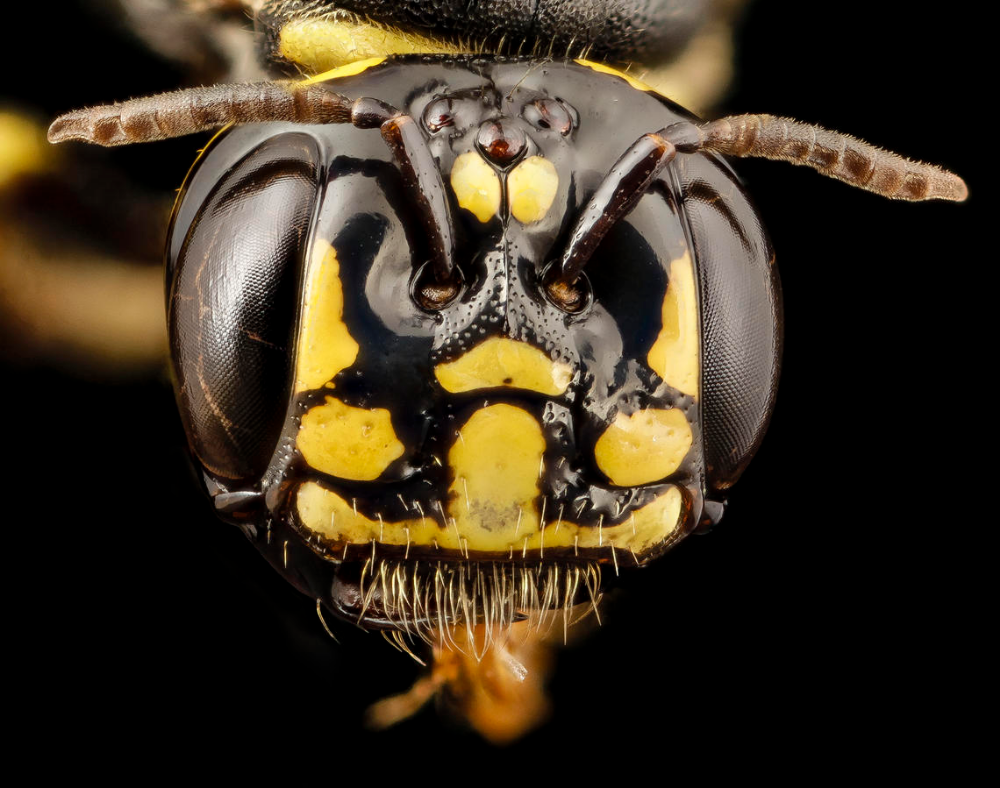 Страшные лица насекомых