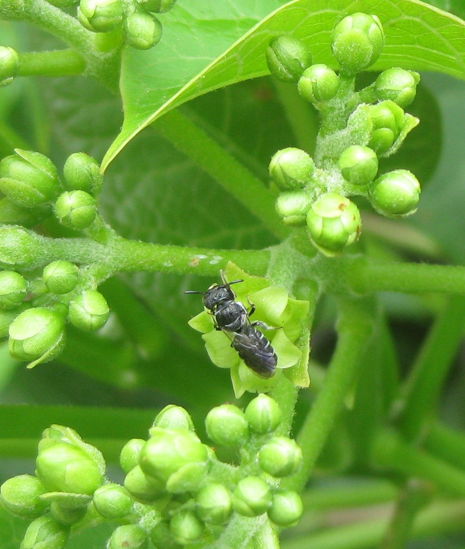 Кустарник Jatropha curcas