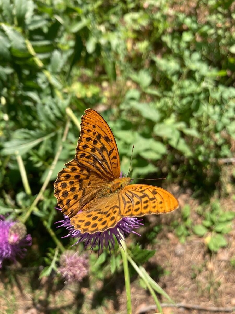 Перламутровка анадиомена