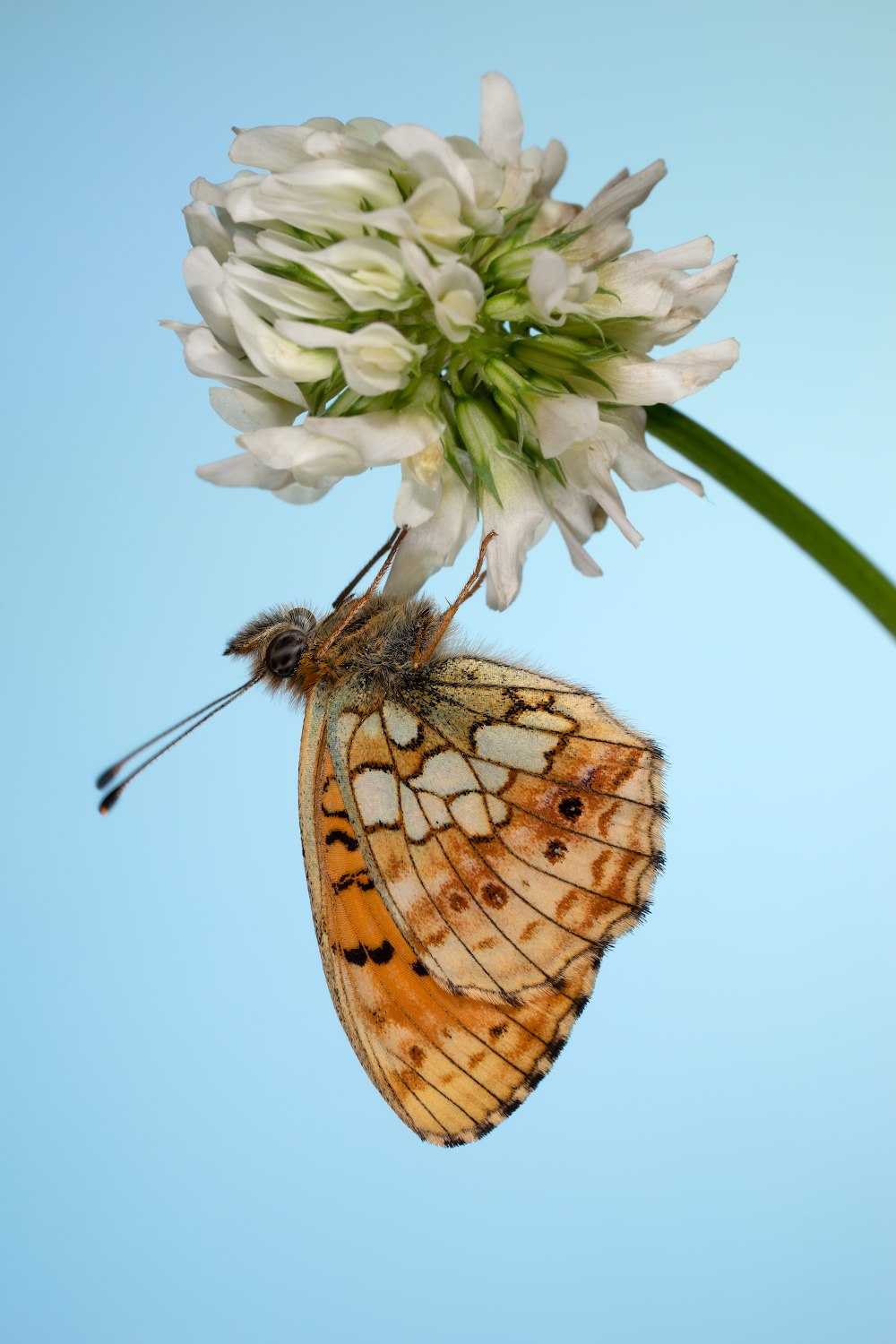 Перламутровка Аглая гусеница