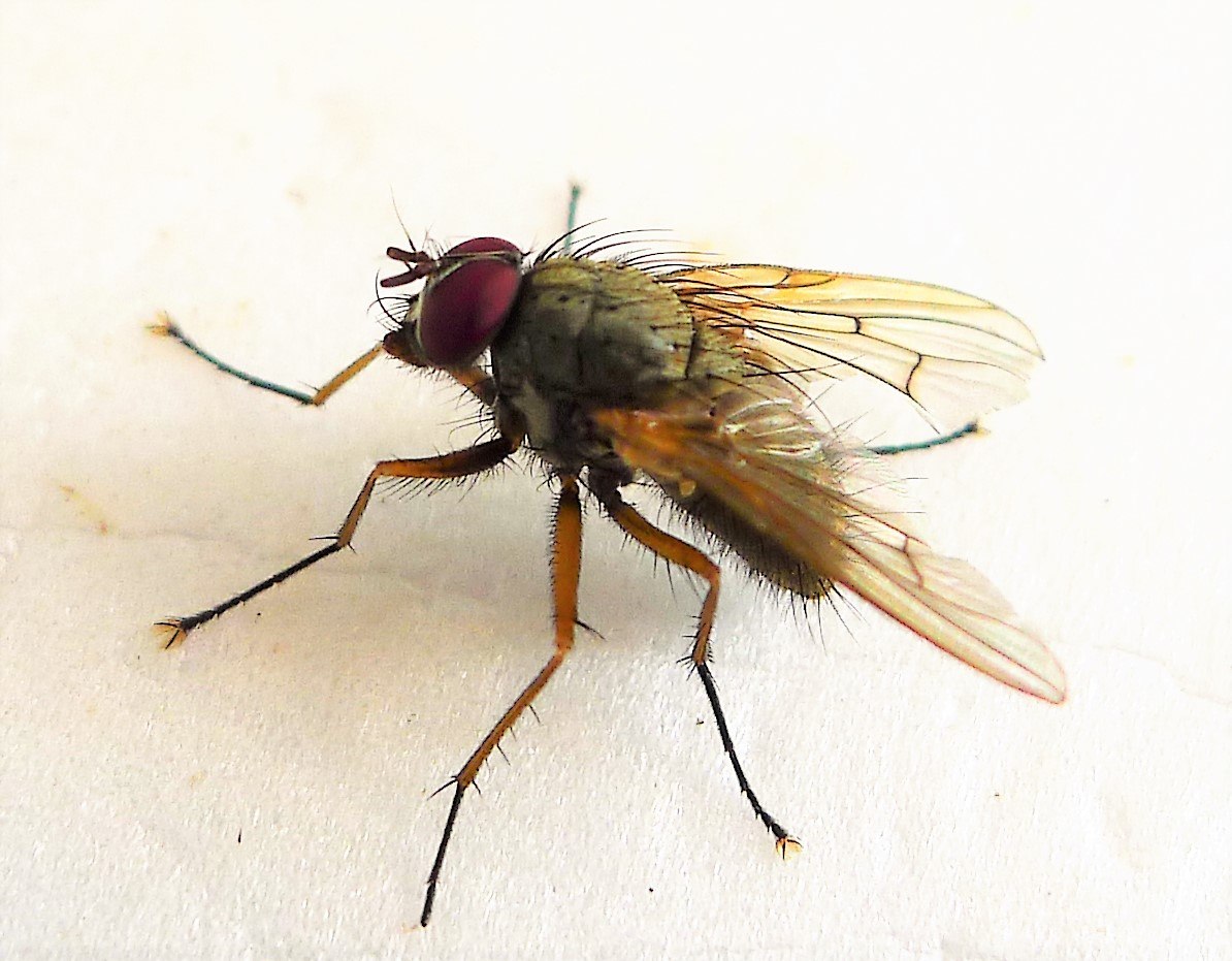 Муха происхождение. Семейство мухи настоящие - Muscidae. Муха Мусцида. Calliphoridae Муха. Базарная Муха.