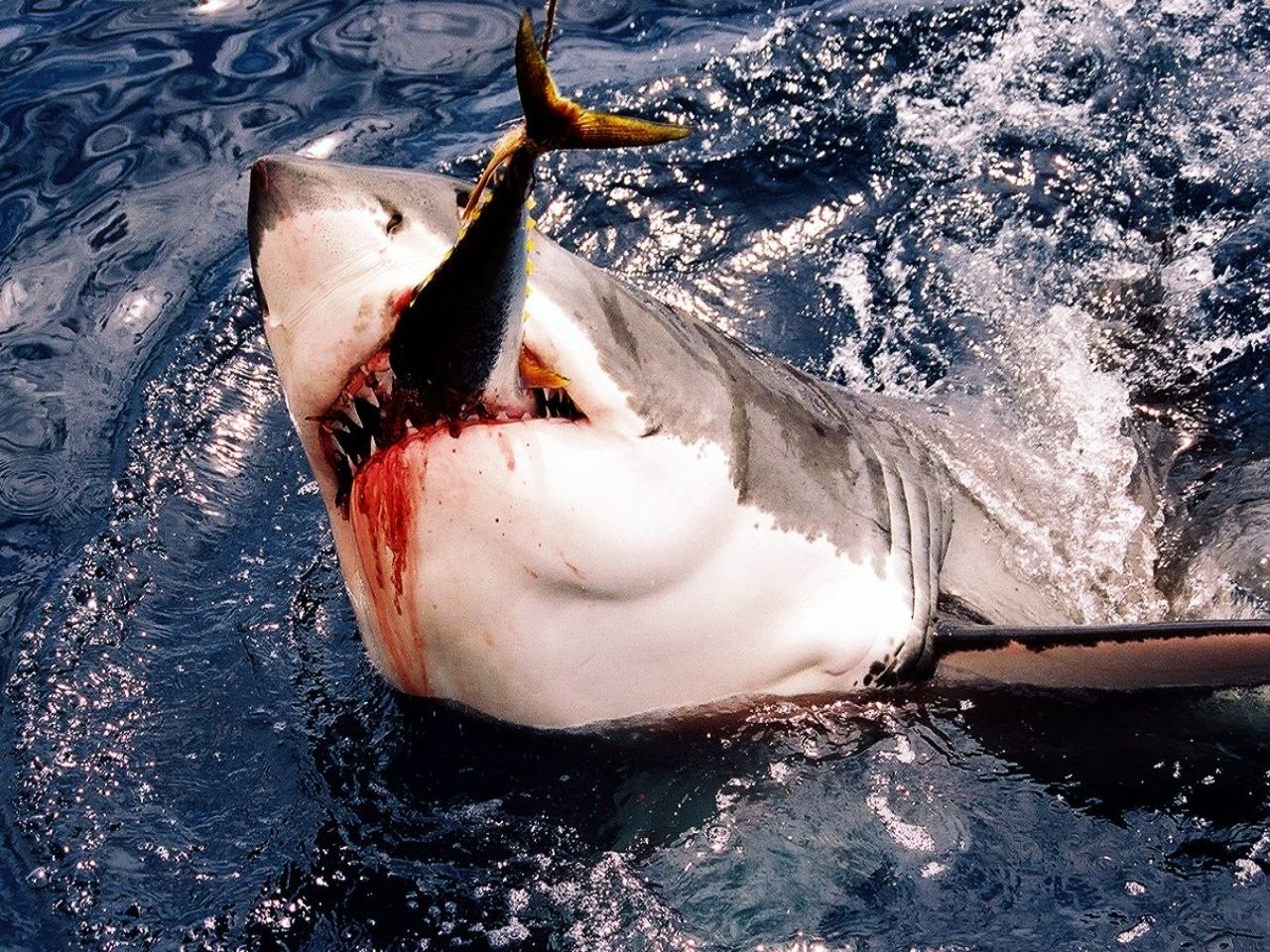 Почему акулы постоянно. Белая акула кархародон. Белая акула людоед кархародон. Акула белая, акула-людоед, кархародон. Great White Shark , Carcharodon carcharias,.