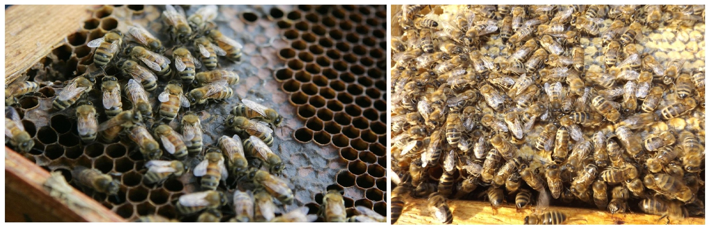 Пчелы челябинская область. Падевый токсикоз пчел. Нозематоз пчел. Пыльцевой токсикоз пчел. Пчелы падевый мед.