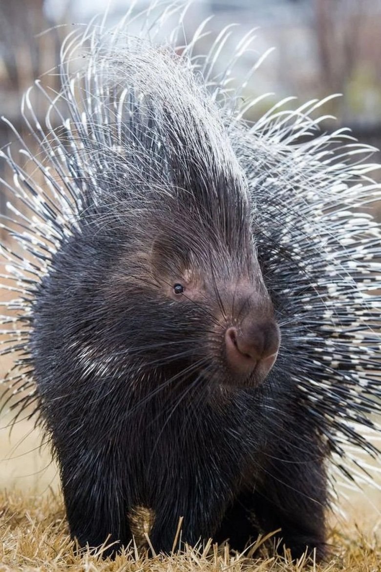 Дикобраз hystrix cristata
