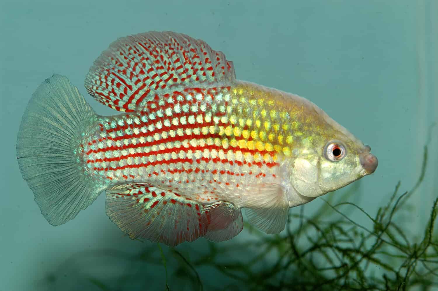 Аквариумная рыбка на букву т. Джорданелла Флоридская. Ксенотока аквариумная рыбка. Джорданелла рыбка. Флоридская рыба.