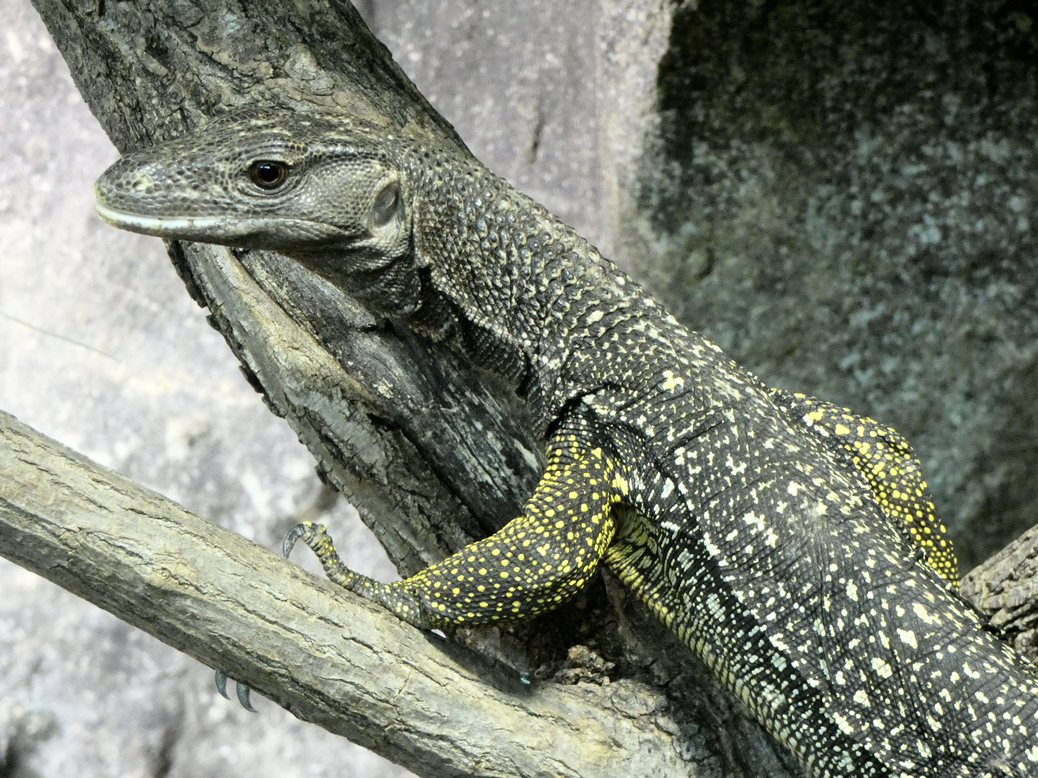 Варанообразные ящерицы. Смарагдовый сцинк. Крокодиловый Варан. Варан Water Monitor. Вараны на Бали.