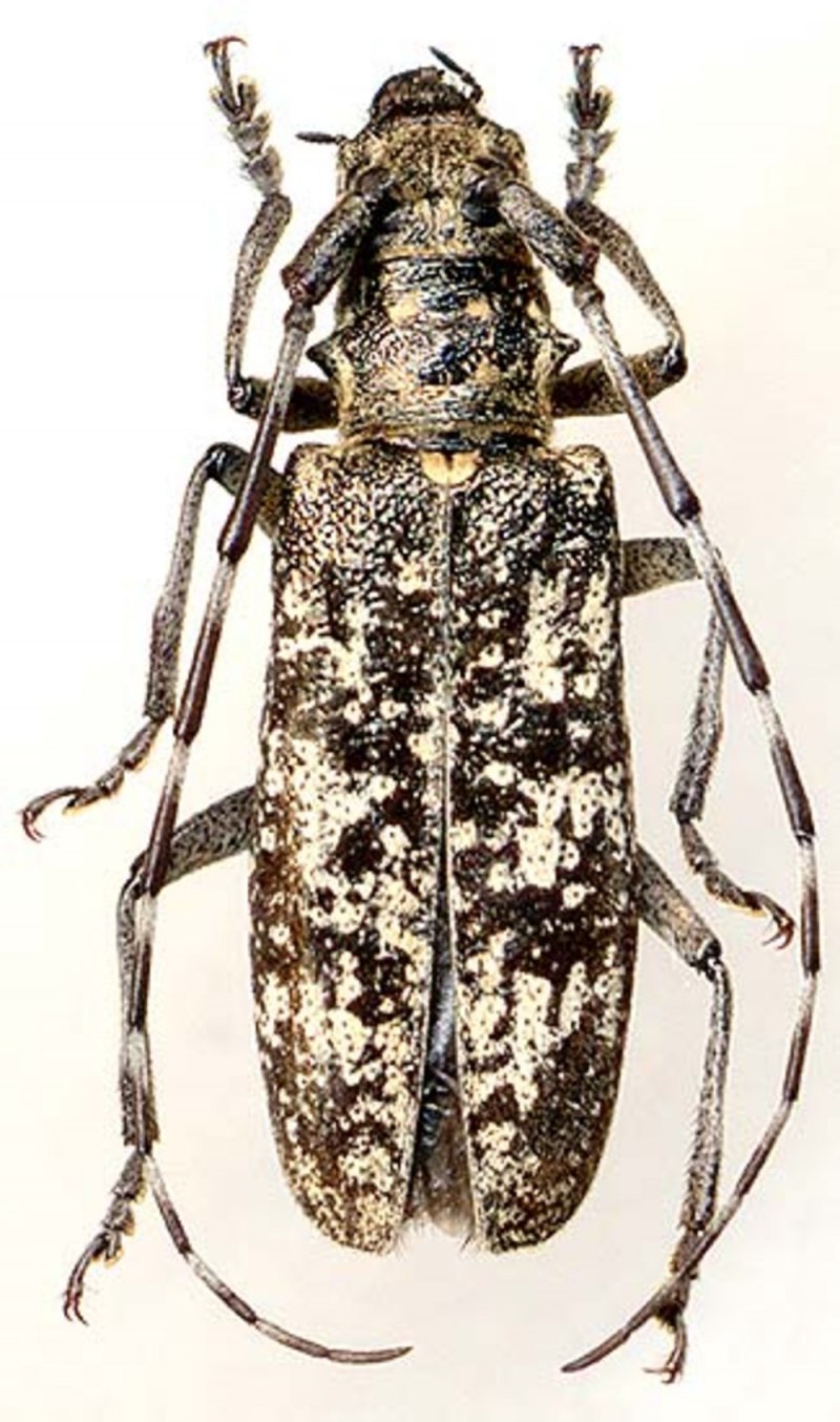 Жук усач Monochamus