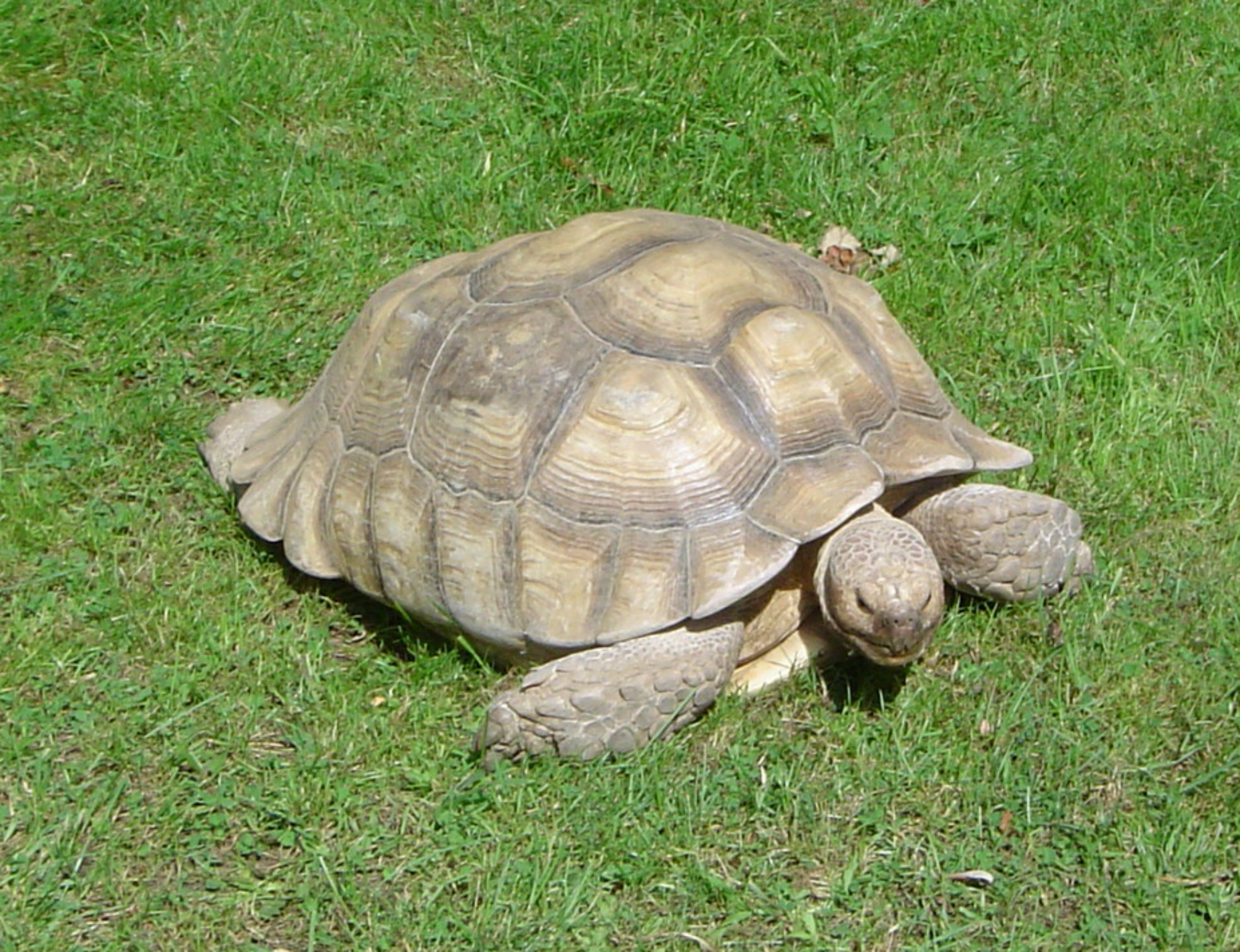 Черепаха ползет в 6 раз медленнее чем. Желтоголовая индийская черепаха. Черепаха Спринтер. Испанская черепаха. Черепаха идет.
