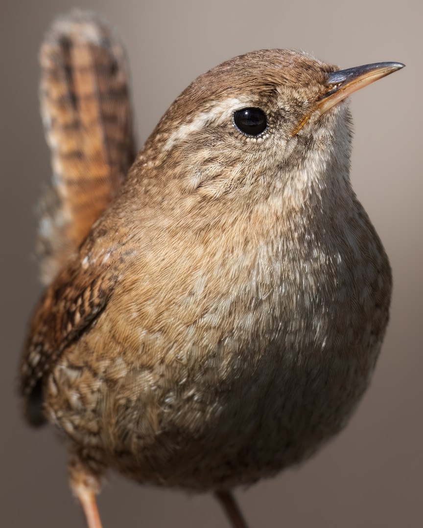 Белогрудый лесной крапивник