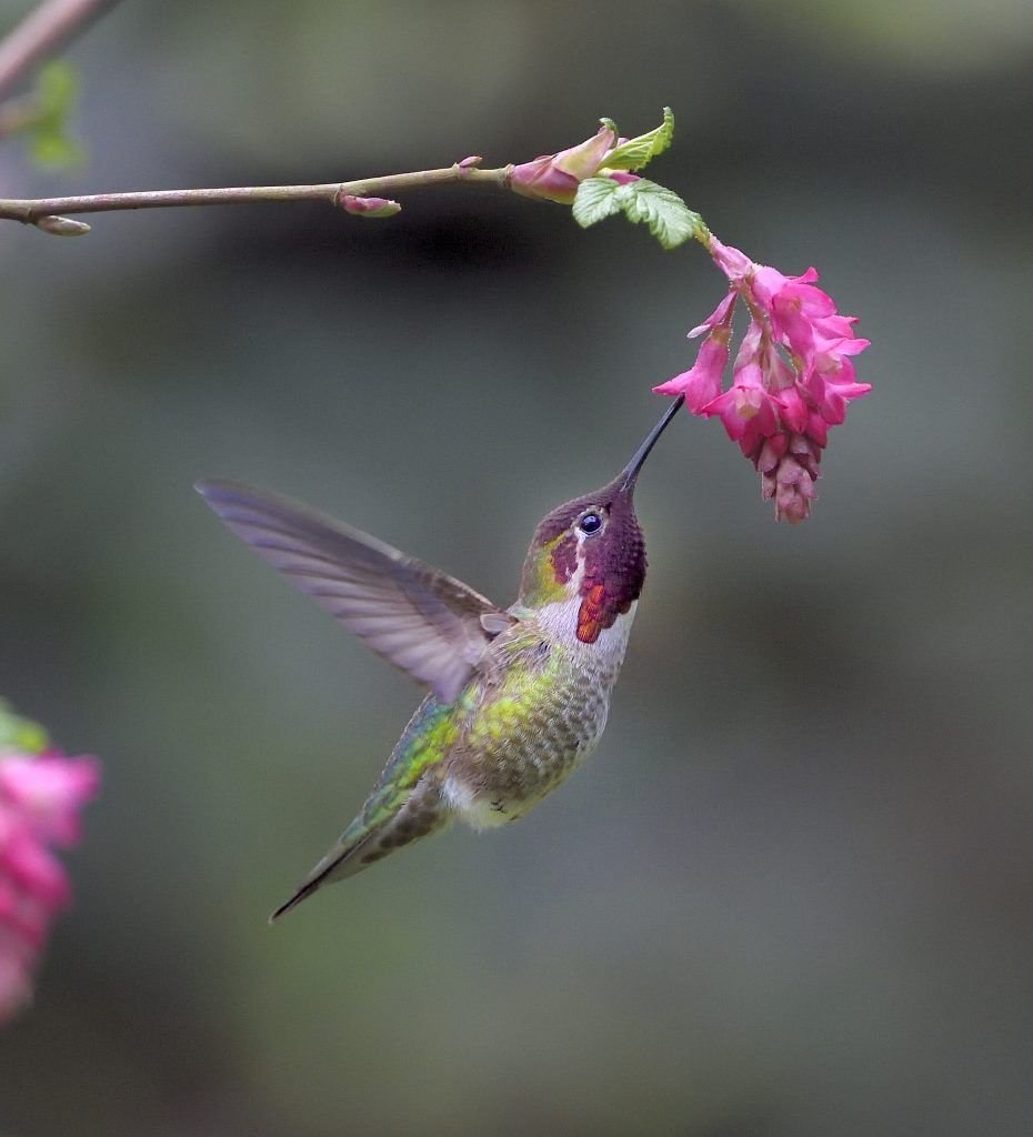 Humminbird птица