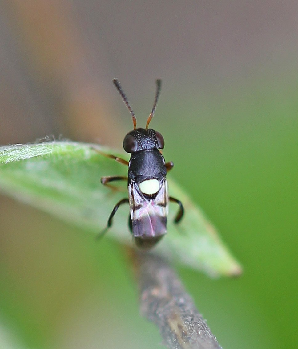 Ooencyrtus Tardus