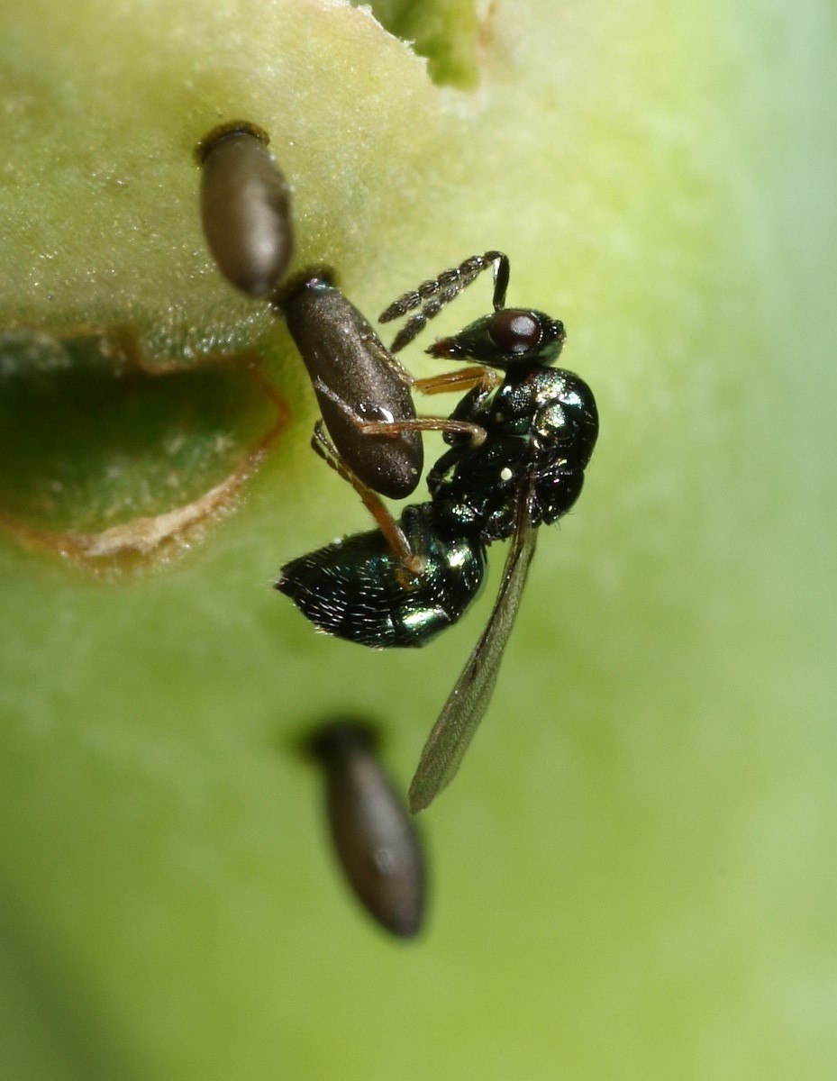 Tetrastichus eriophyidis