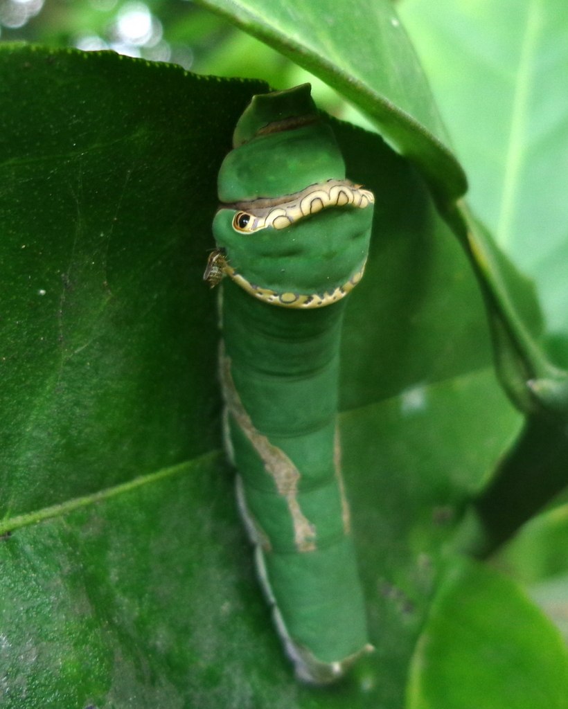 Гусеница Papilio demodocus