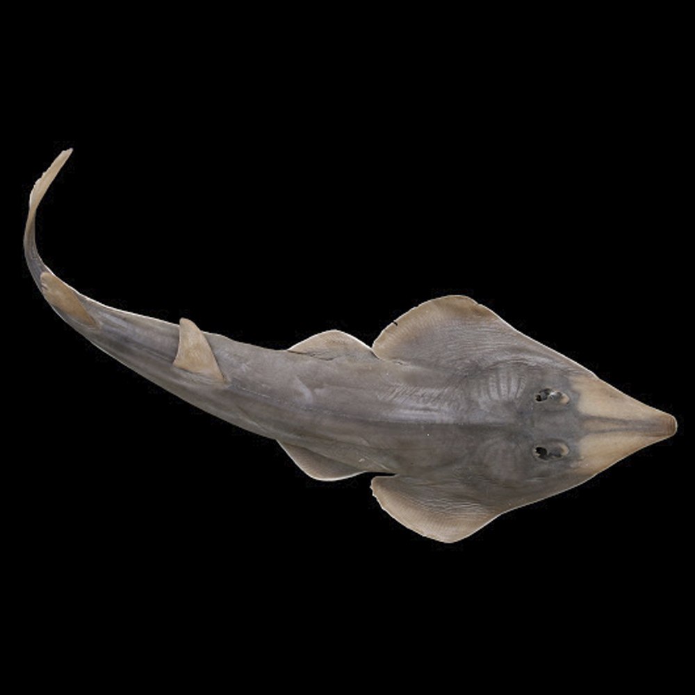 Rhynchobatus djiddensis