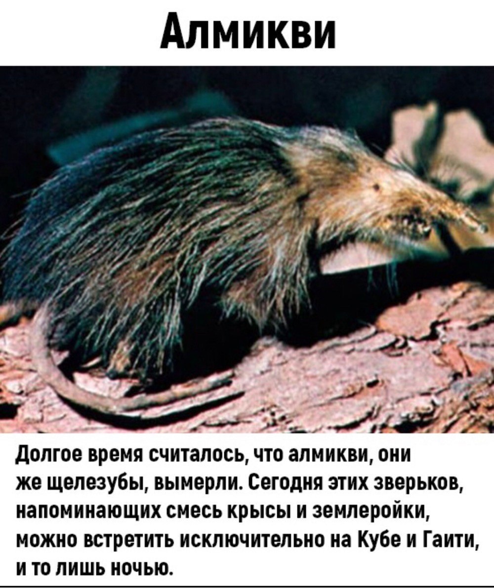 Кубинский щелезуб