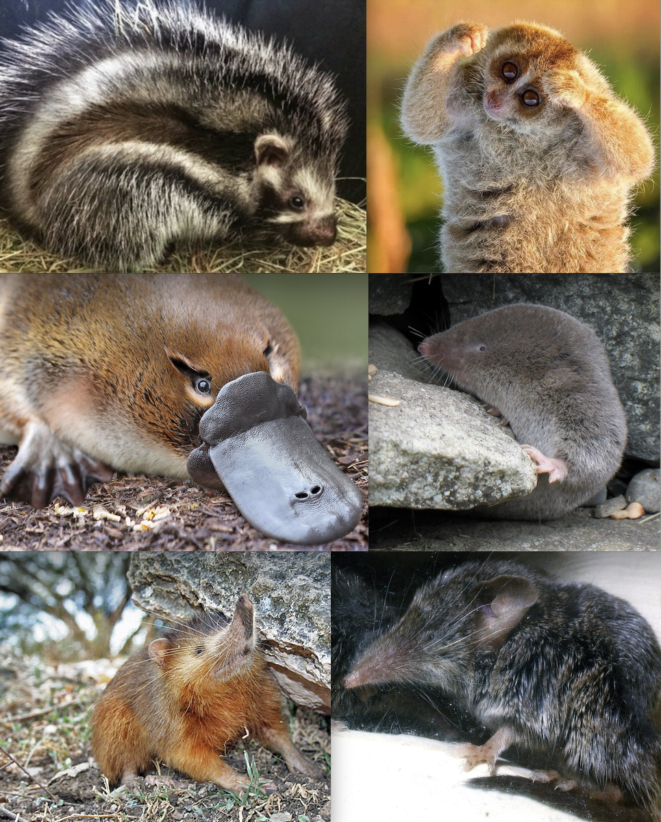 Толстая зверушка