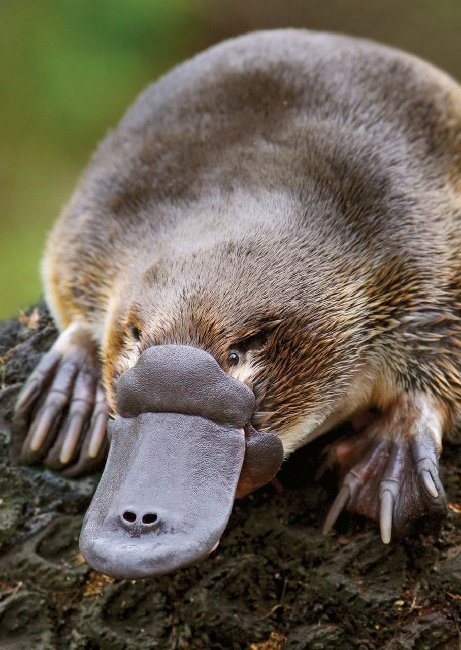 Утконос яйцекладущие млекопитающие