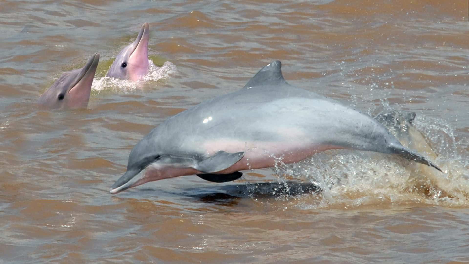 Озерные дельфины