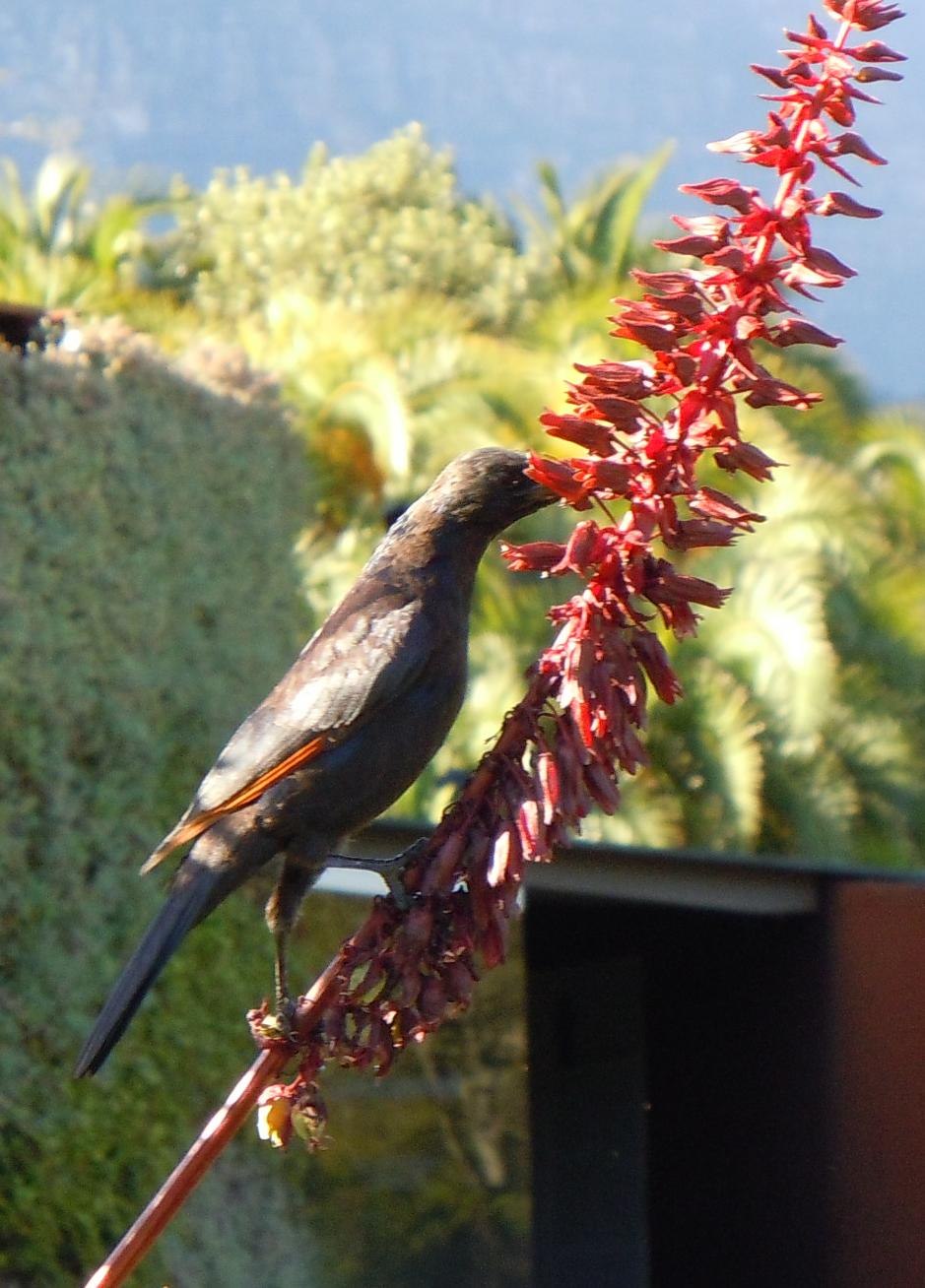 Red-Winged Starling