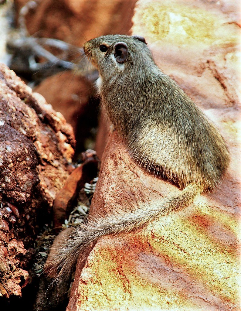 Petromus typicus
