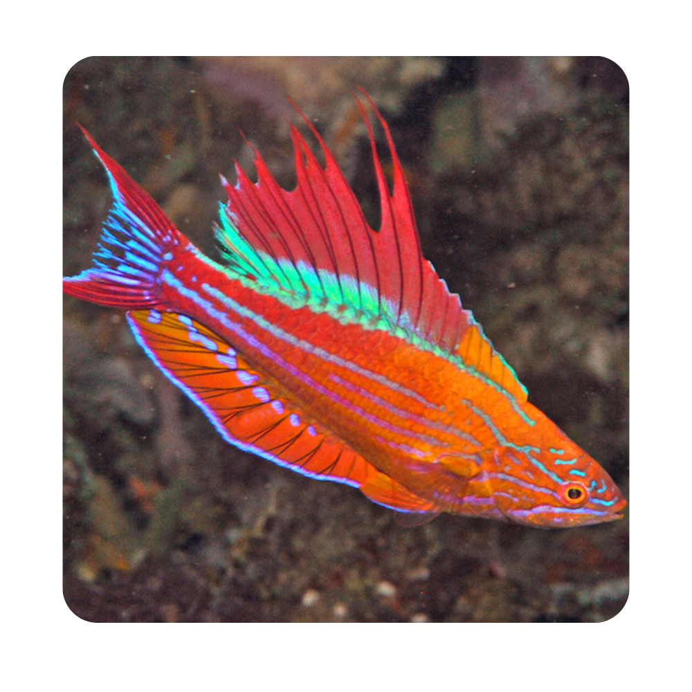 Paracheilinus filamentosus