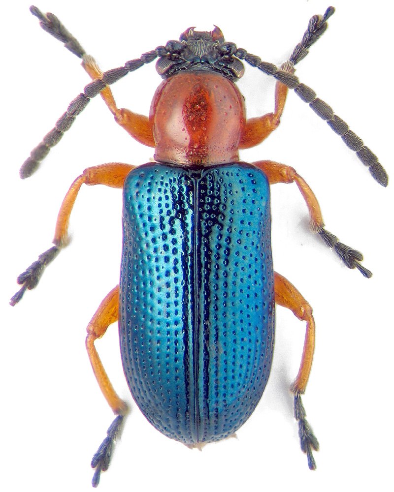 Oulema melanopus Жук