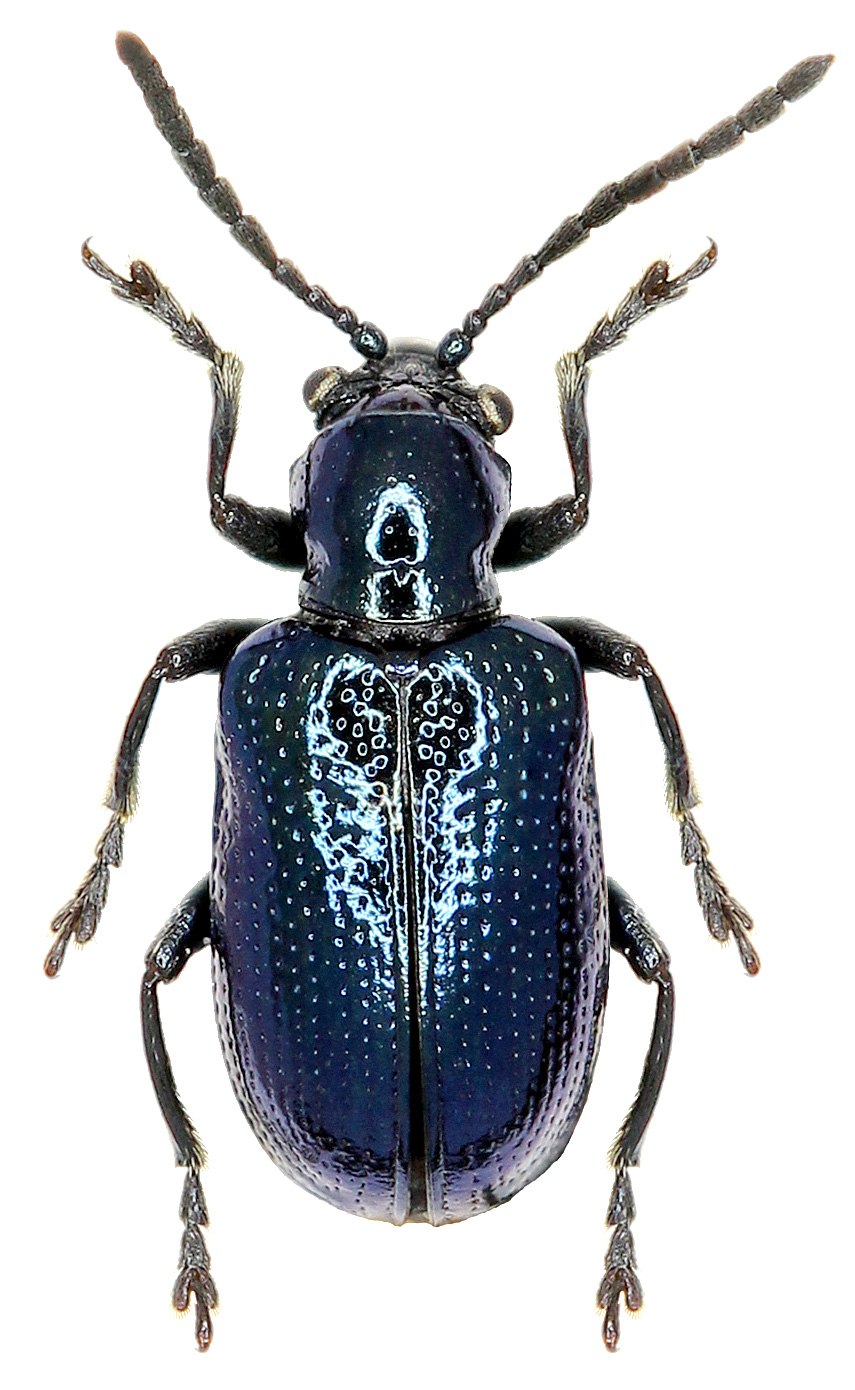 Oulema gallaeciana