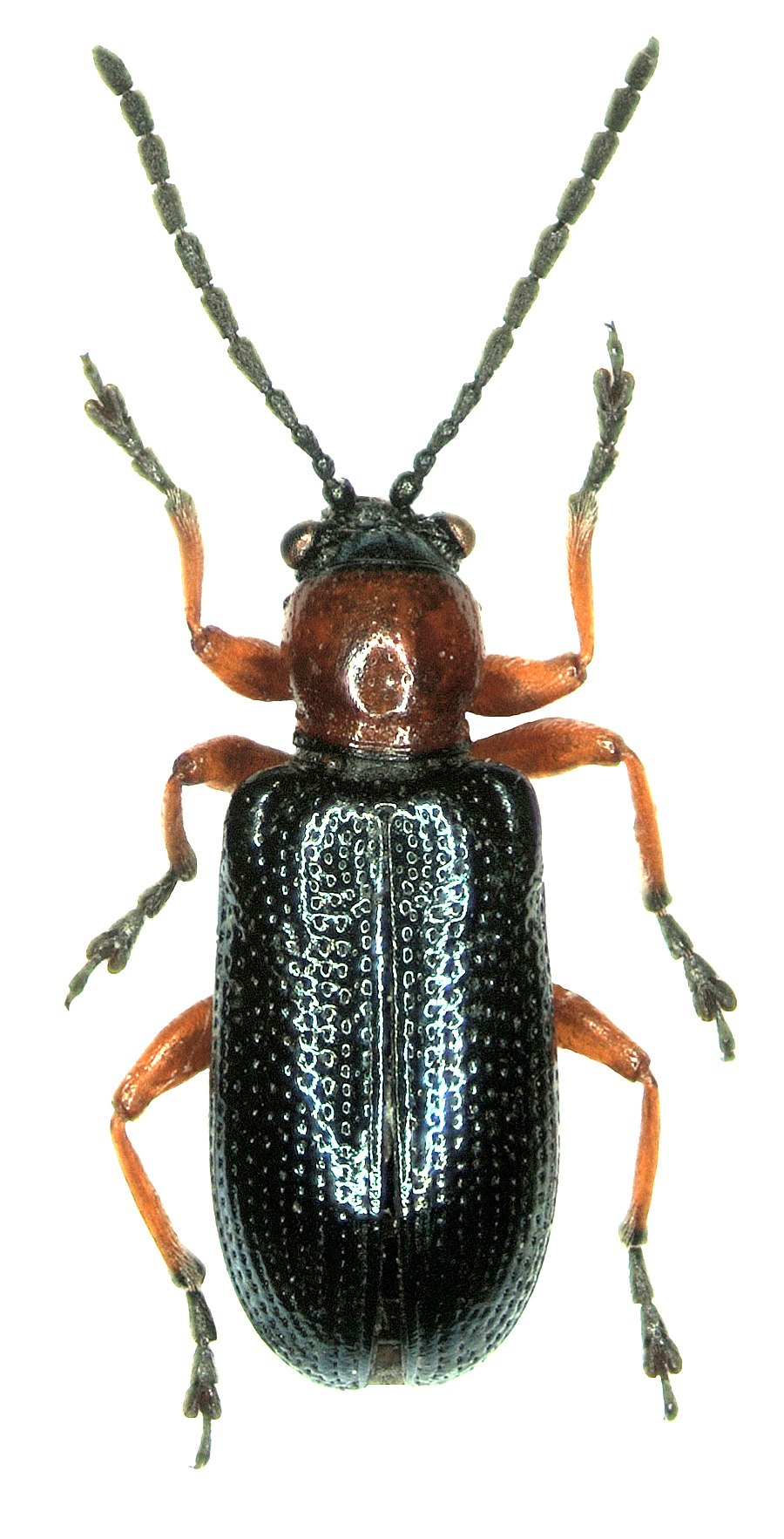 Oulema gallaeciana