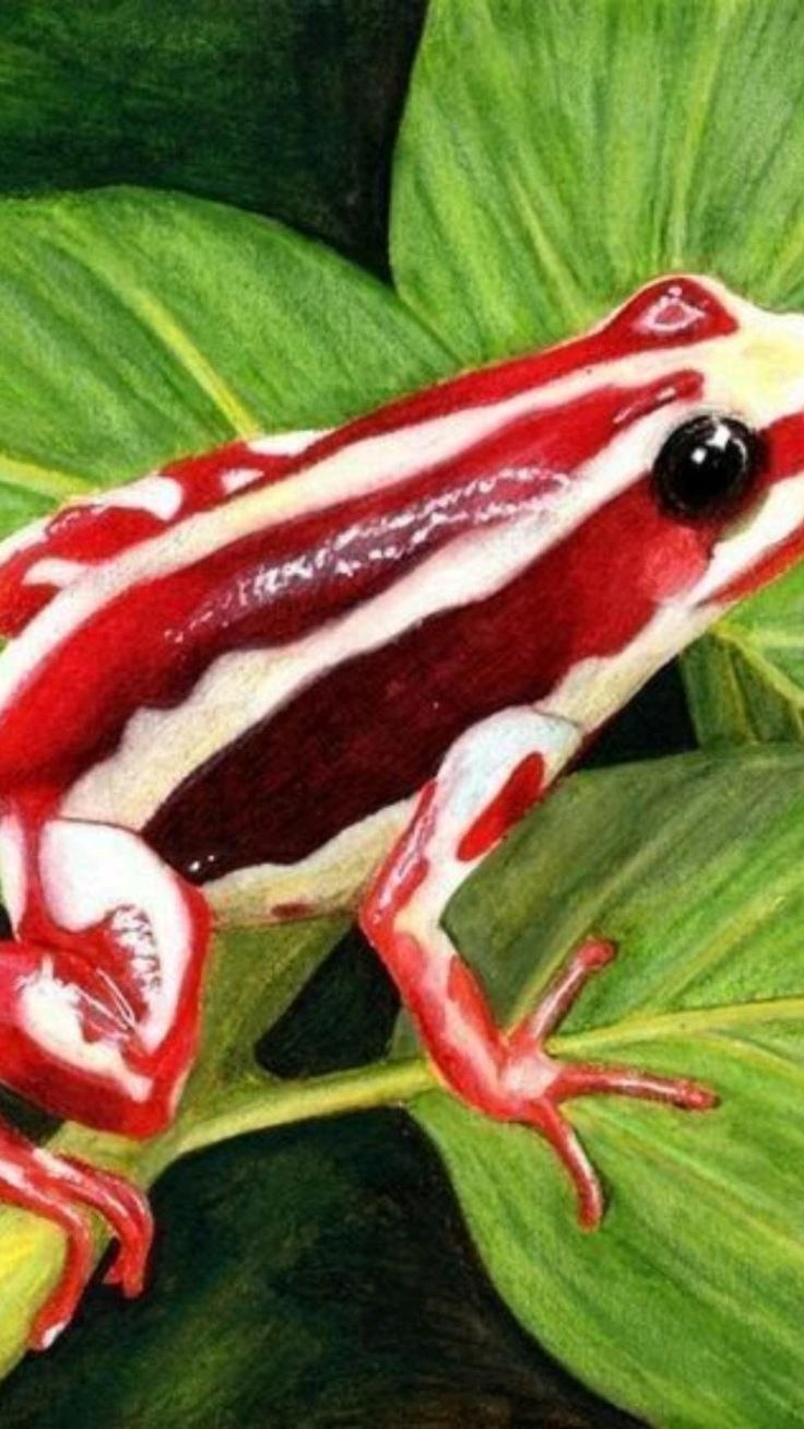 Квакша ядовитая