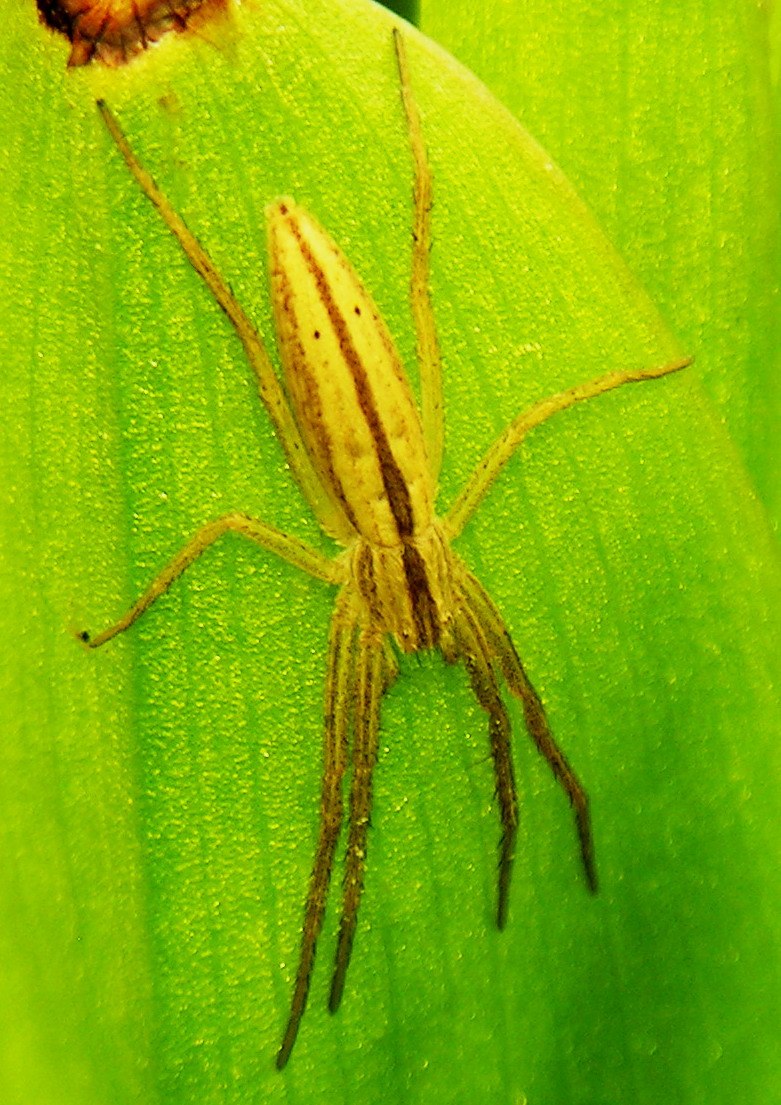 Tibellus oblongus