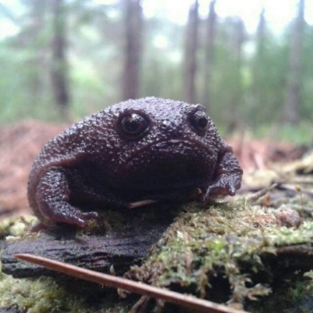 Черная дождевая лягушка breviceps fuscus